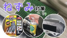 車の中でねずみの痕跡を発見した時の捕獲と100均グッズで侵入防止
